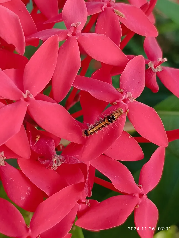 大王仙丹花上的毛毛蟲，自拍攝於鼓山