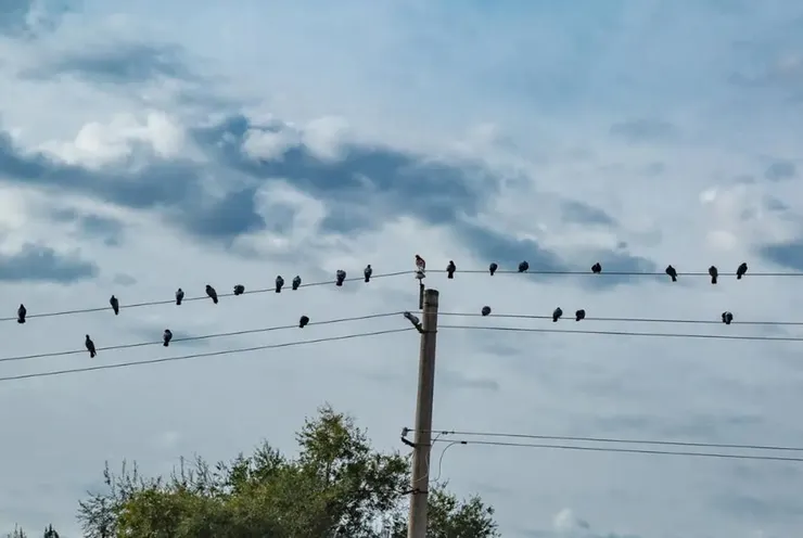 (圖片引自連結內容)