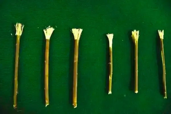 牙齒得好，不然你都嚼不出來能用的小刷頭