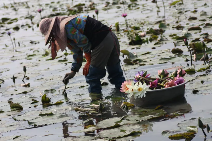 五色睡蓮，攝於白河。