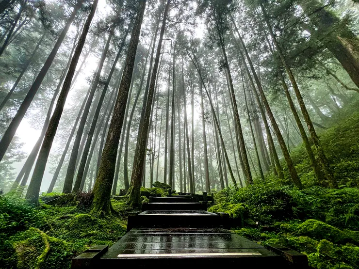 雨中的巨木群棧道