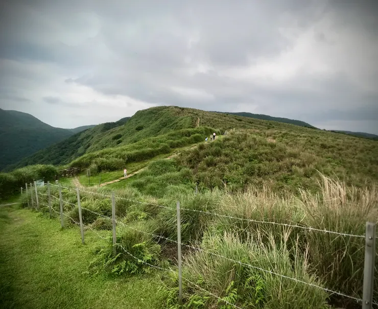 擎天崗草原與牛兒