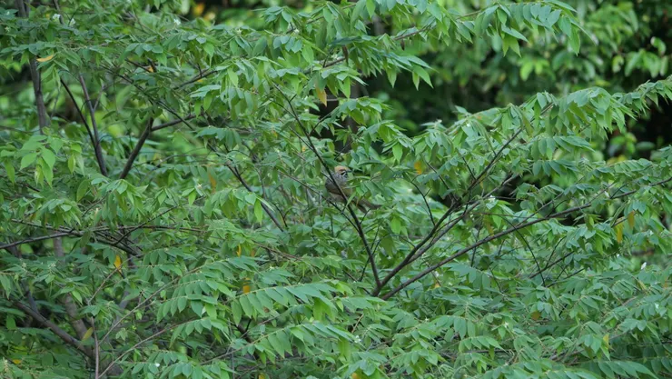 終於找到聲音的主人