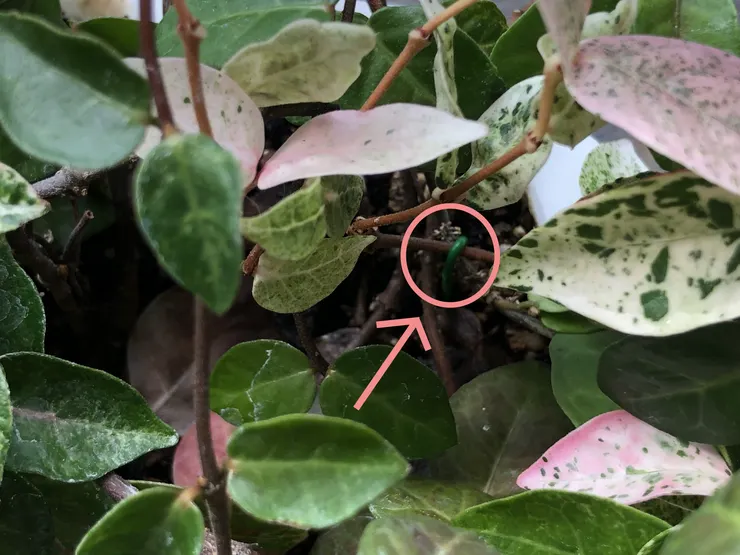 用鐵絲固定莖段於盆內可維持盆栽整體的型態