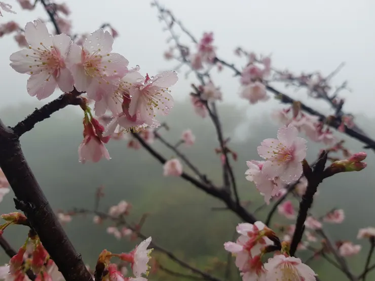 雨珠襯得花朵更美
