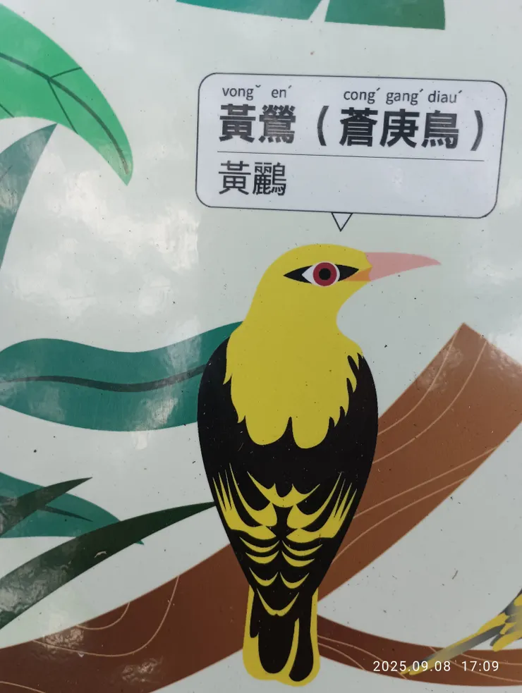 黃鸝鳥，非常害羞，手機很難拍攝到