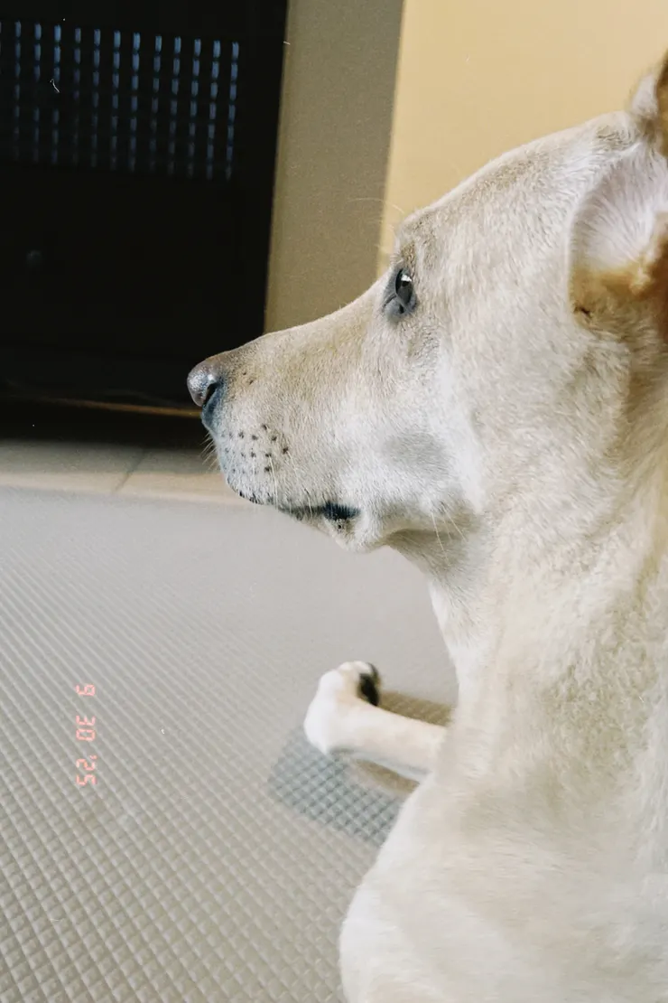 雞蛋可愛的側臉