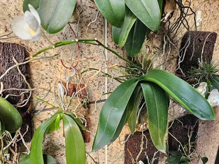 圖六、花期結束,我通常選擇不剪花梗,不做過多人為干預。有些種類的蝴蝶蘭會於隔年在舊花梗上抽出新花梗歐。