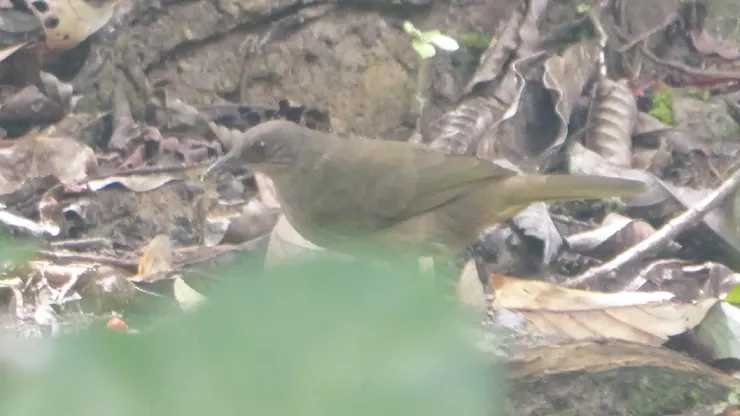 Olive-winged bulbul 橄欖翅鵯