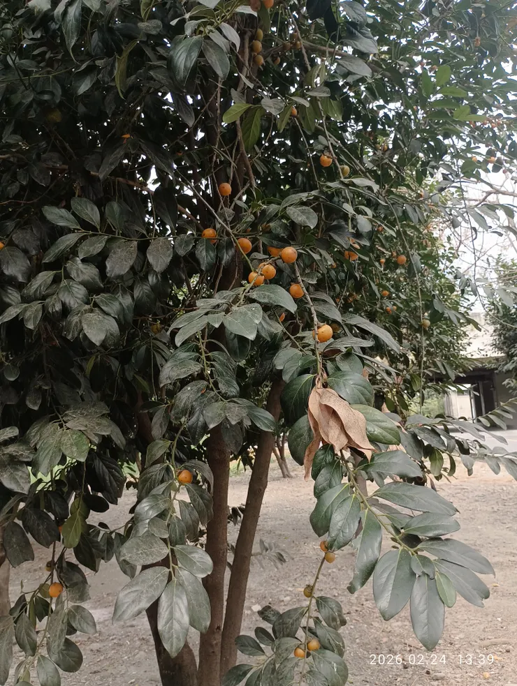 黃心柿，果黃有毒。