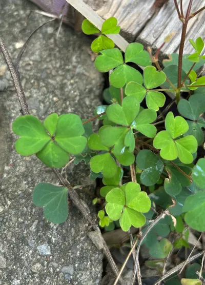 🌿放慢腳步，看見神的美好