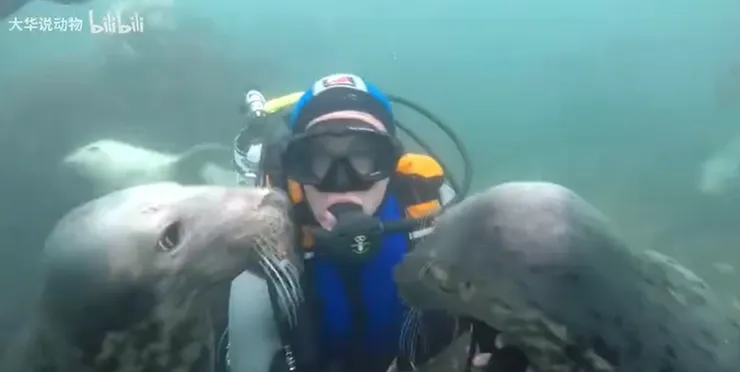 海豹想要合力將男子托起來往水面上拉  (圖片擷取於此影片)