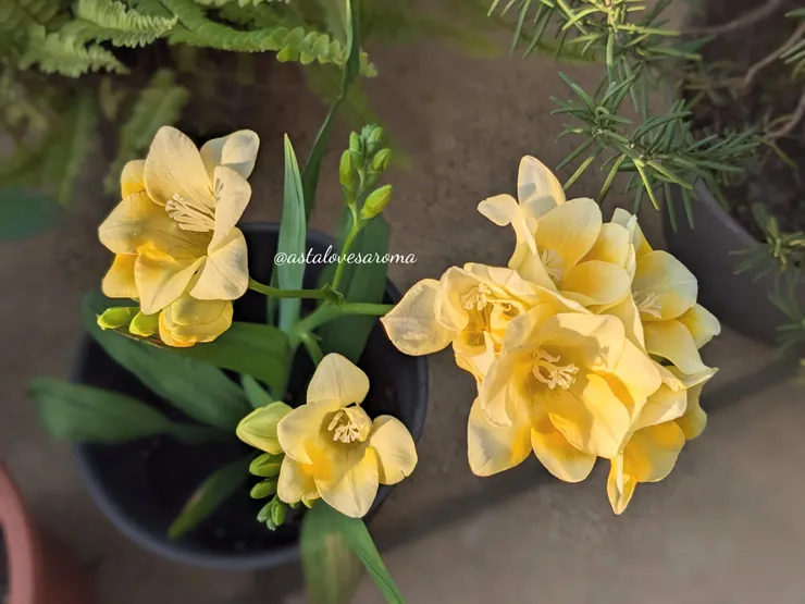 盛開的【Lucca】 攝於 2026.1.13