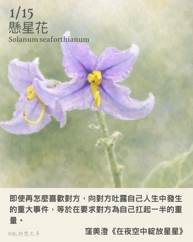 《一日一花・一句》｜1 月 15 日｜懸星花 × 窪美澄《在夜空中綻放星星》