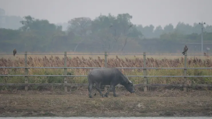 左栗鳶，右黑鳶
