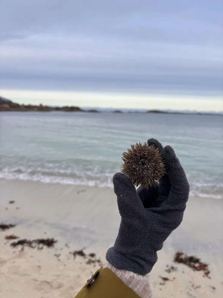 在北極發現海膽!