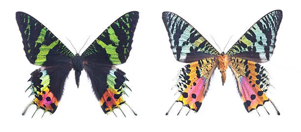 馬達加斯加日落蛾。引用自無版權圖庫