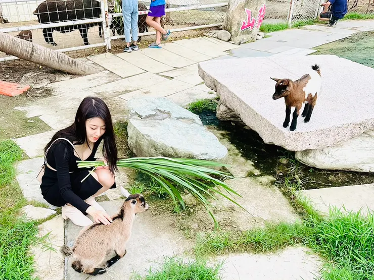 農場裡面飼養的羊駝和羊可以餵食，並和超人氣剛出生的羊咩咩互動     I攝影:Sunnyah
