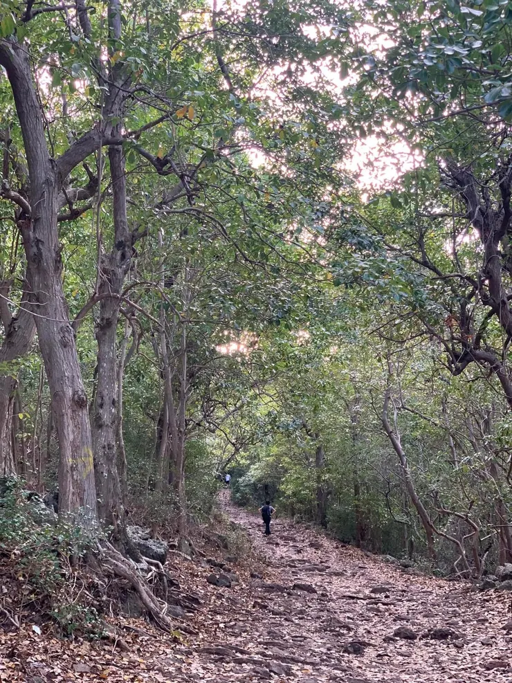 前半段緩上的山徑