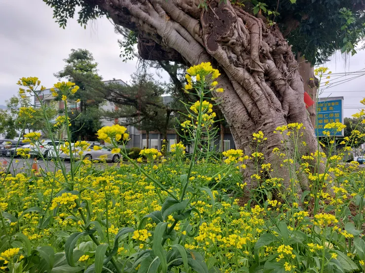 榕樹下的油菜花 / 資料來源:我自己