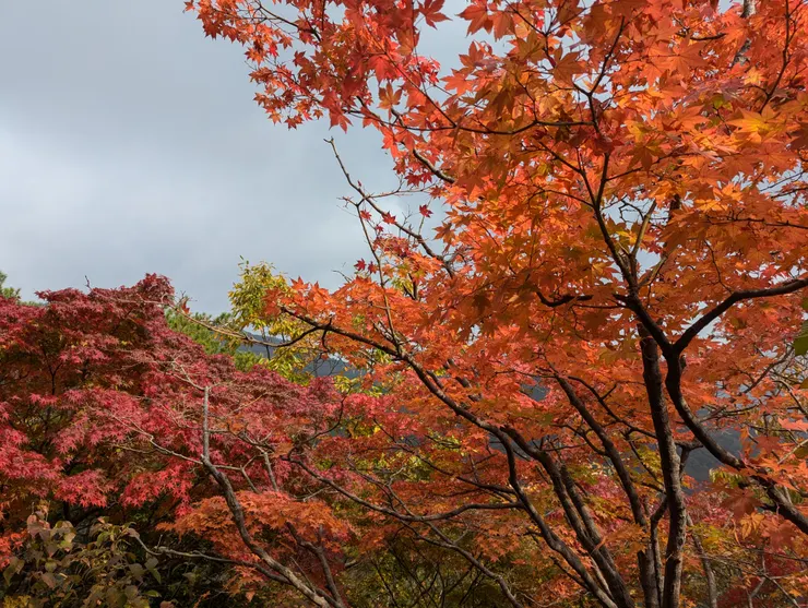 山頂涼亭附近轉紅~