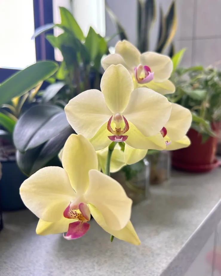 放在窗檯前淹沒在一堆小盆栽裡的蘭花，竟然開花了！