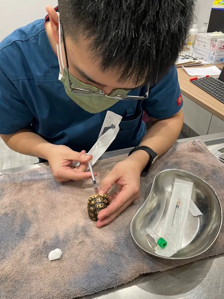 細心替烏龜治療的陳醫生