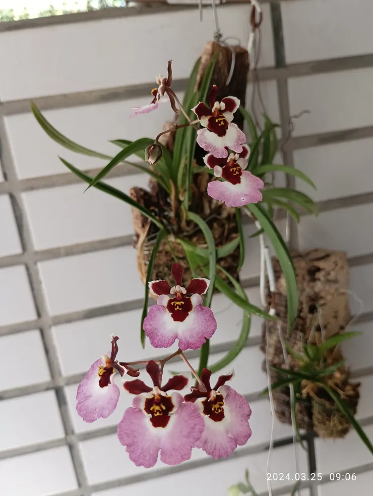 今年的花兒伴隨，怎地心怎地開放笑迎