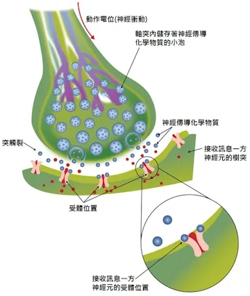 神經細胞突觸的細部構造