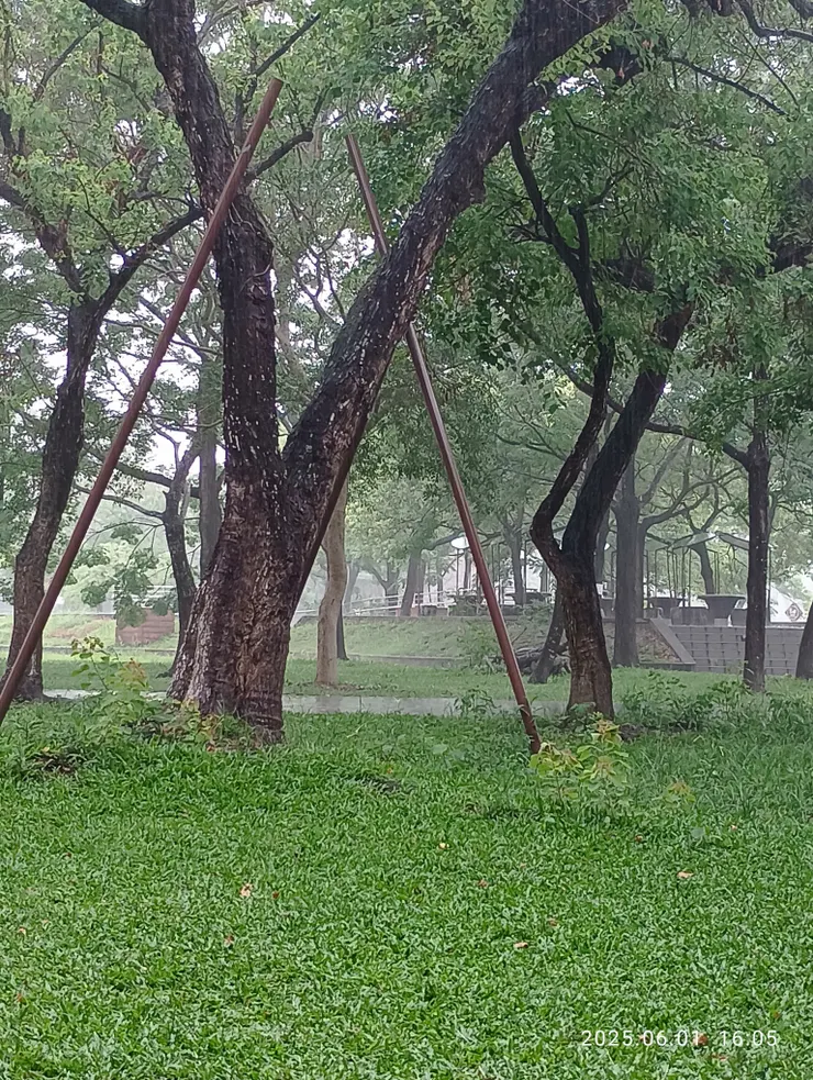 雨樹漉漉草新綠（ㄌㄨˋ）