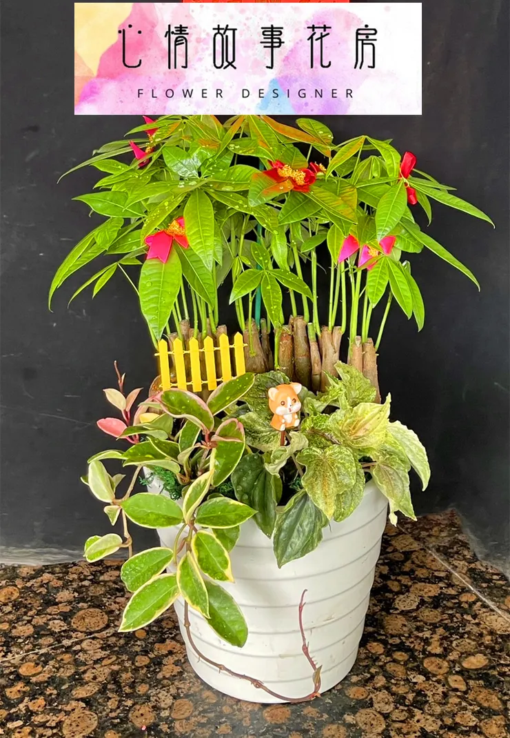 台南買盆栽，心情故事花房是您最好的選擇！這家花店擁有台南最多樣式和款式的盆栽，特別是觀葉植物，更是心情故事花房的強項之一