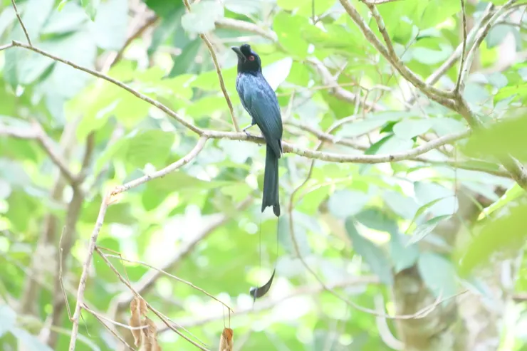 大盤尾 Greater racket-tailed drongo