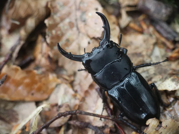 © 羅元甫 的觀察紀錄