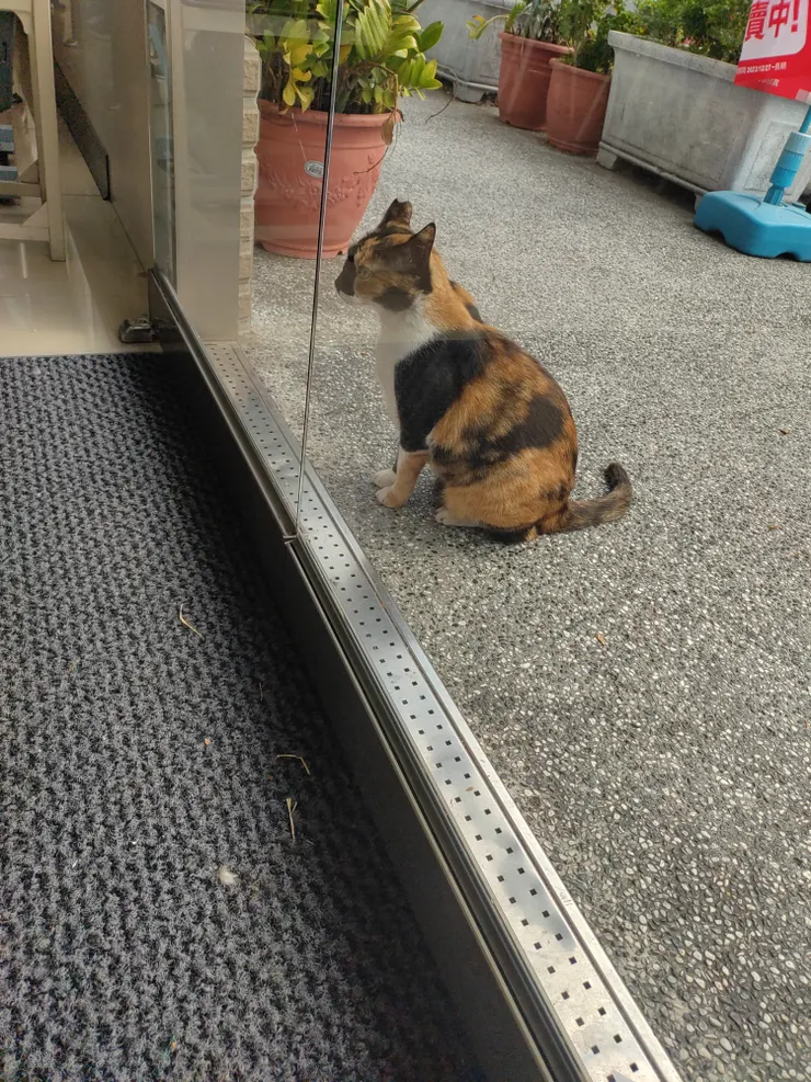 三花貓咪：喵：喵~喵門開門啊！🤣