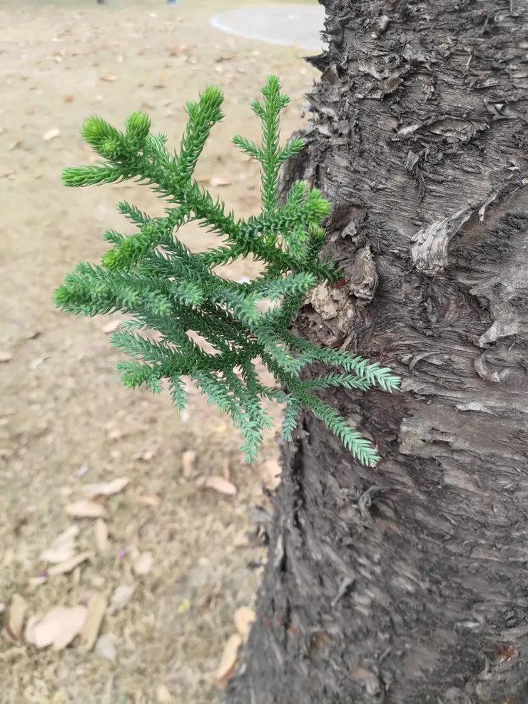 這種針葉綠 我也很喜歡