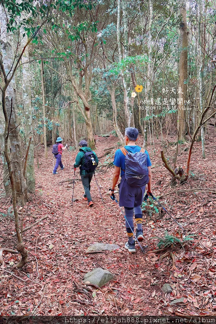 【谷關健行/住宿】谷關七雄老大。海拔2366公尺八仙山主峰。