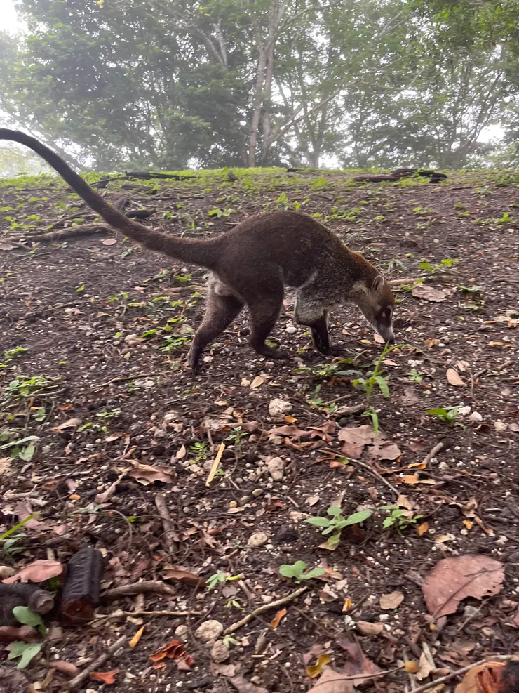 在路邊走來走去的Coati