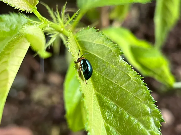 營區散步拍到的瓢蟲