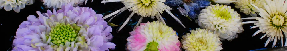 京日是好日的沙龍