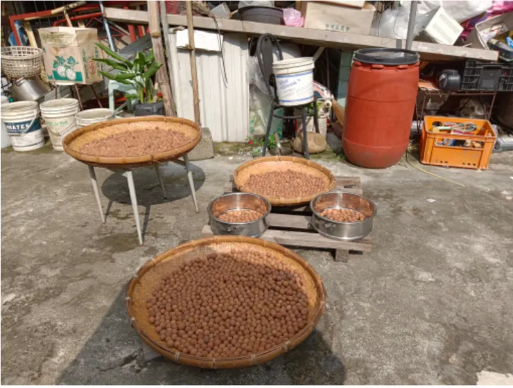 曬龍眼的人家（照片由莉晴拍攝）