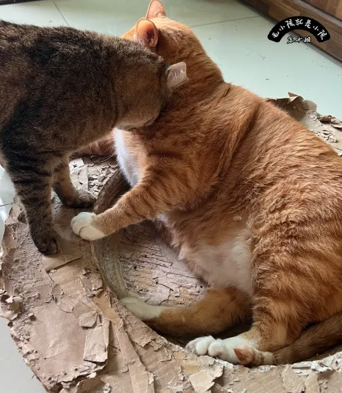 貓抓沙發，不是為了磨爪子，是為了釋放壓力，更是為了在這個無聊的空間裡創造一點「變化」（哪怕是破壞性的變化）