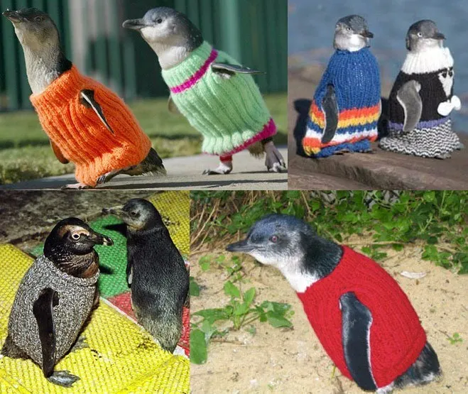 居然是會動的企鵝？