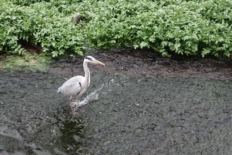 路上還遇到蒼鷺本鳥 (那時候剛看完蒼鷺與少年)
