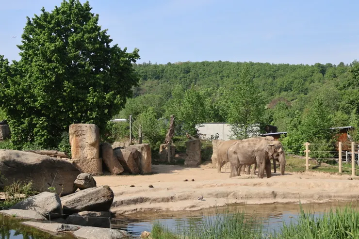 或是可以去看看大象