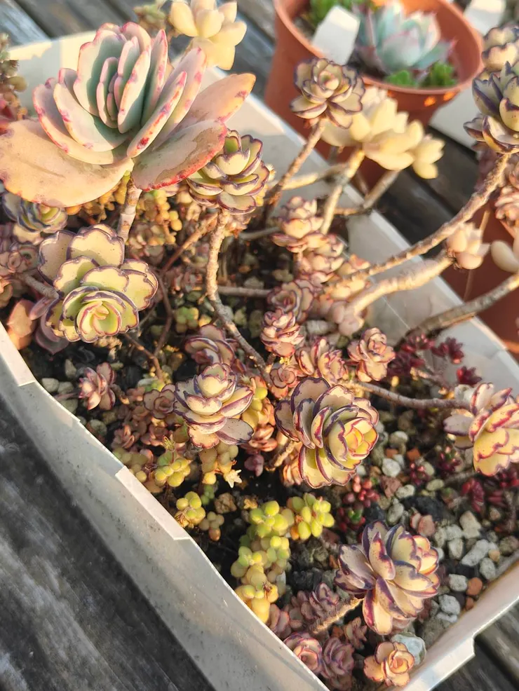 翩蝶之舞我在陽台跟頂樓都有種，這盆是被我戲稱亂葬崗的塑膠盒，我常把多肉葉子亂丟進去，讓它自己生存。當然，翩蝶總是一如往昔地美麗。