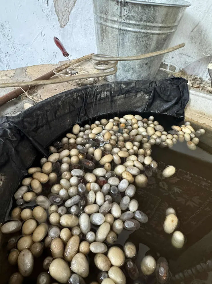 煮蠶絲近照,仔細看會發現蠶絲的細小絲線被拉到中上方的螺旋鐵絲上