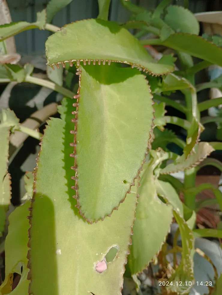 落地生根，前呀！滿山遍野今難尋！自拍攝於酋長客棧