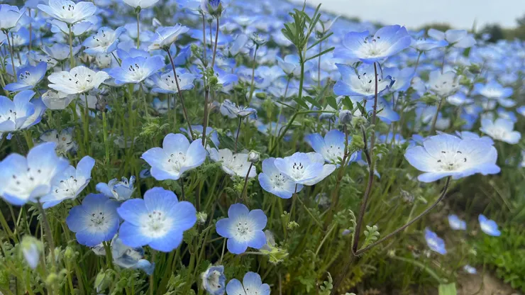 花心帶有白色漸層，看起來像是藍天倒映在花瓣上。