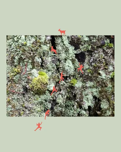 【微觀西芳寺－攀岩在苔蘚上的人類】