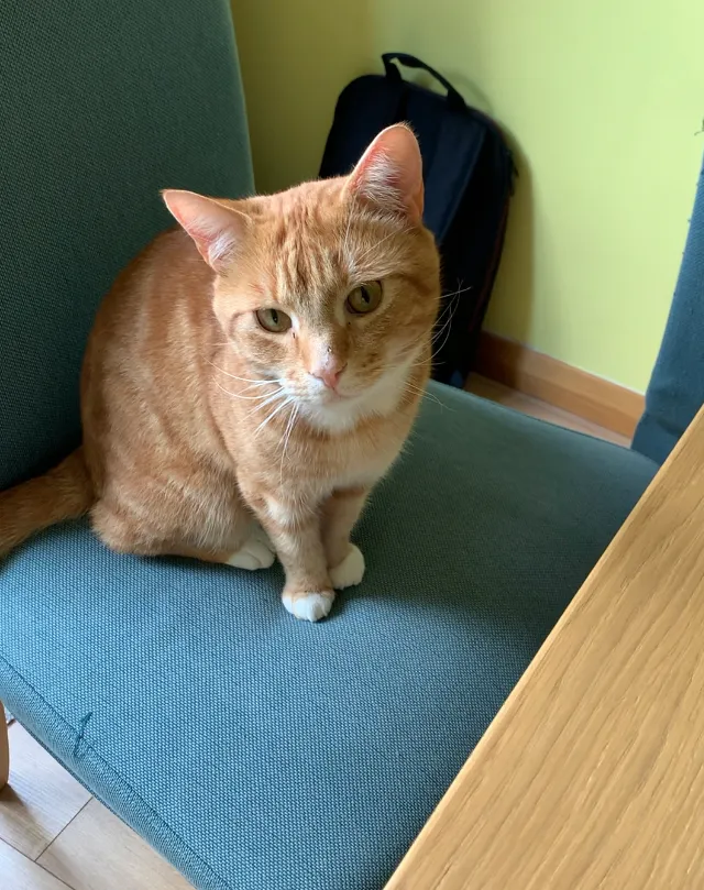 鼻子上面的傷好明顯